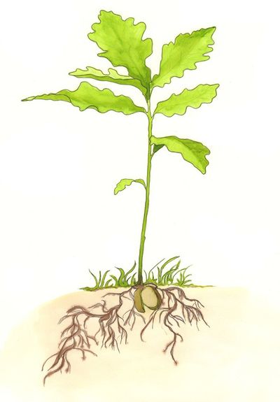 Le Voyage De L Arbre A Lire