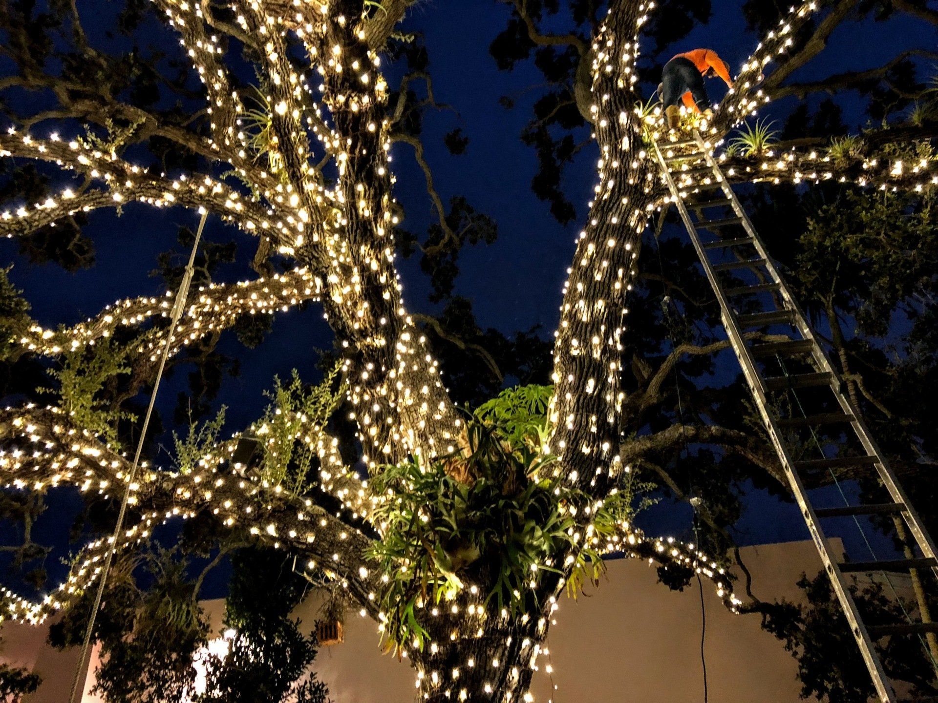 Giant Oak tree with Christmas lights