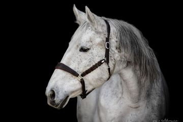 Ponykurse für Kinder. 
Kinderreitschule mit Ponys.