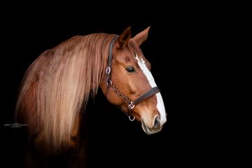 Ponyreiten für Kinder auf lieben und ausgeglichenen Ponys.