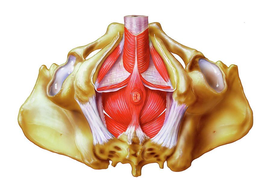 Male Pelvic Floor Dysfunction