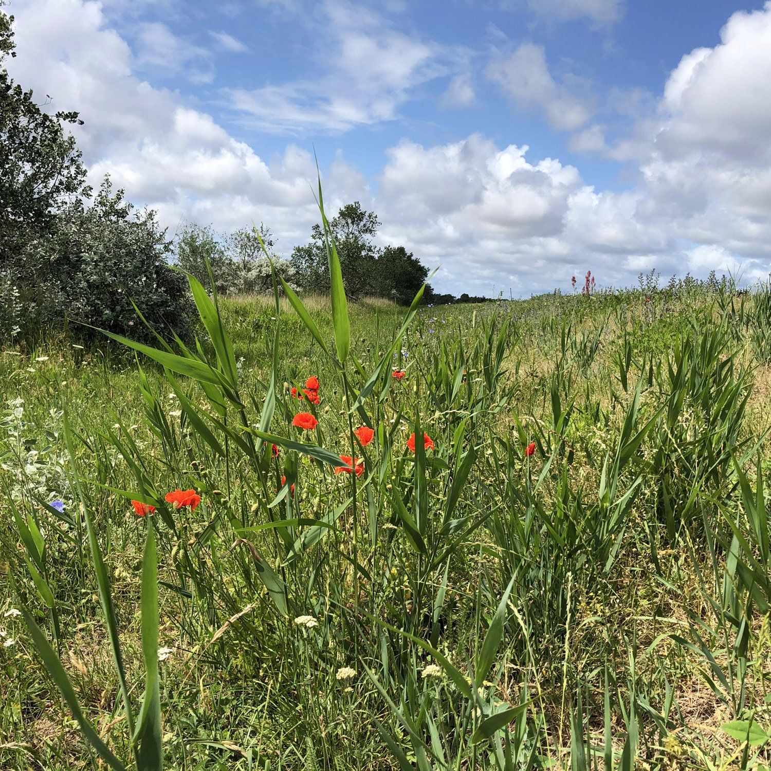 Der Jasmunder Bodden in Glowe an der Ostsee