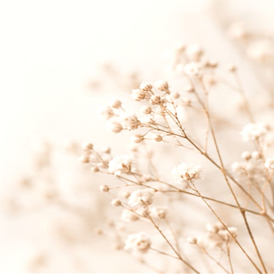 Feine Blütenzweige in warmen Creme- und Goldtönen als florales Gestaltungsmotiv
