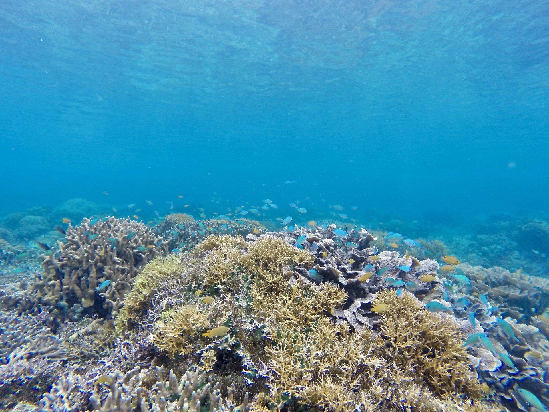 Our House Reef; Napantao Fish Sanctuary