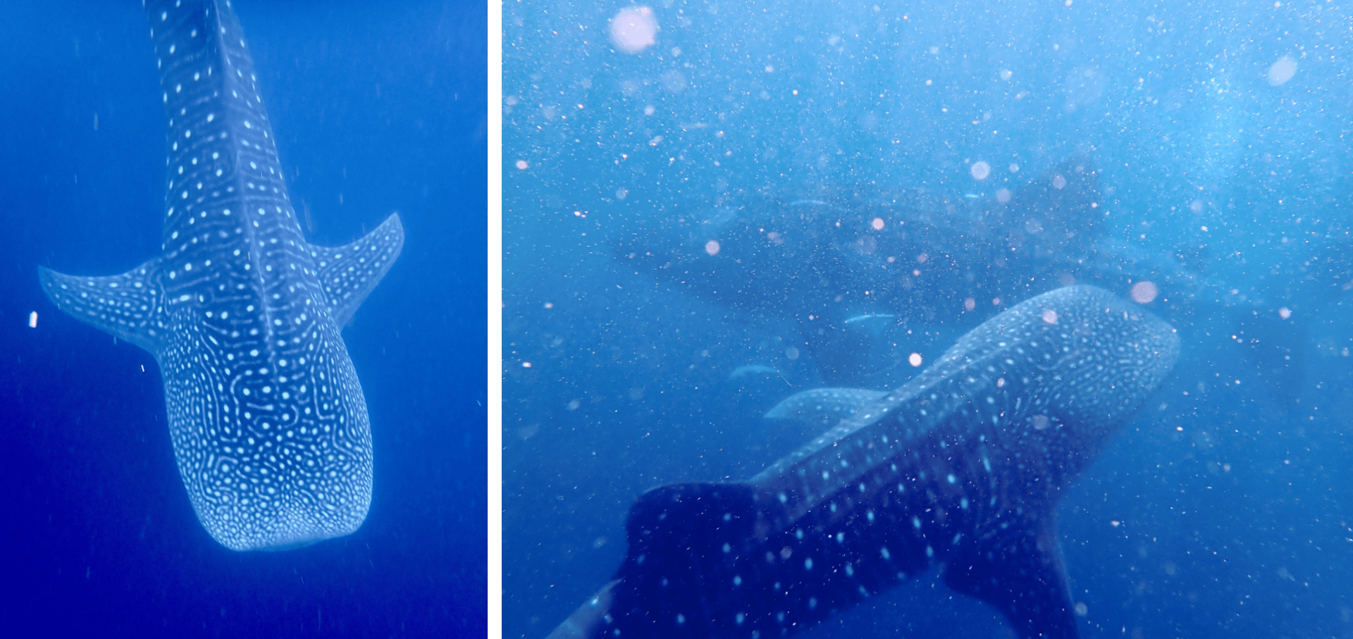 Free Free 159 Whale Shark Svg Free SVG PNG EPS DXF File