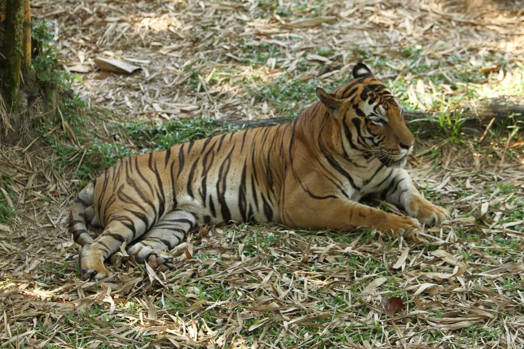 Kota Kinabalu, Borneo Island, Malaysia