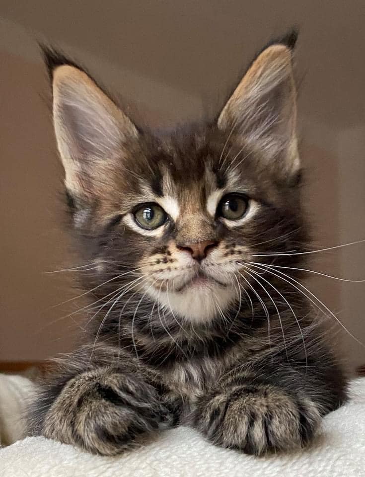 Wie Teuer Sind Main Coon Katzen