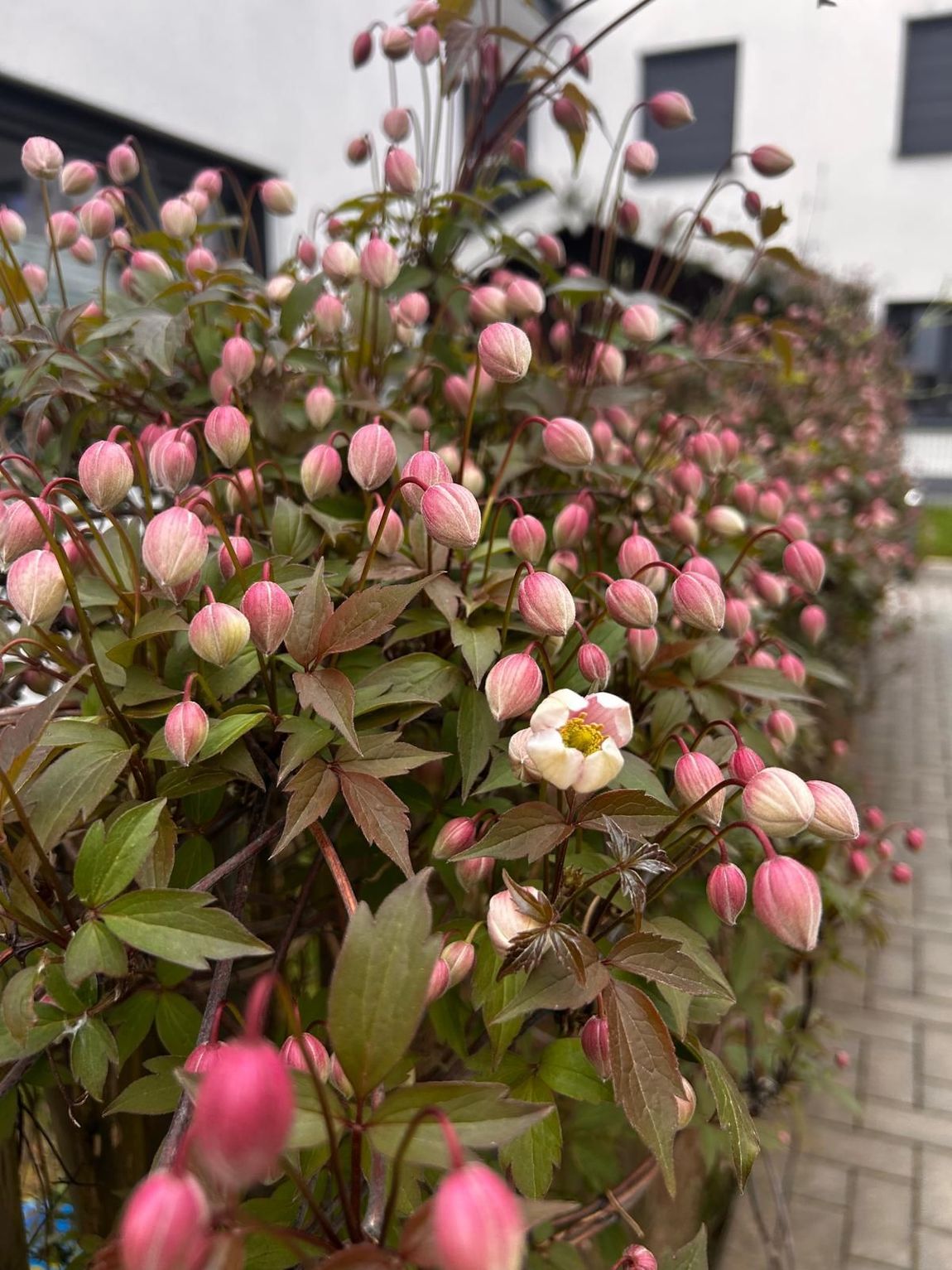 Blühende Hecke