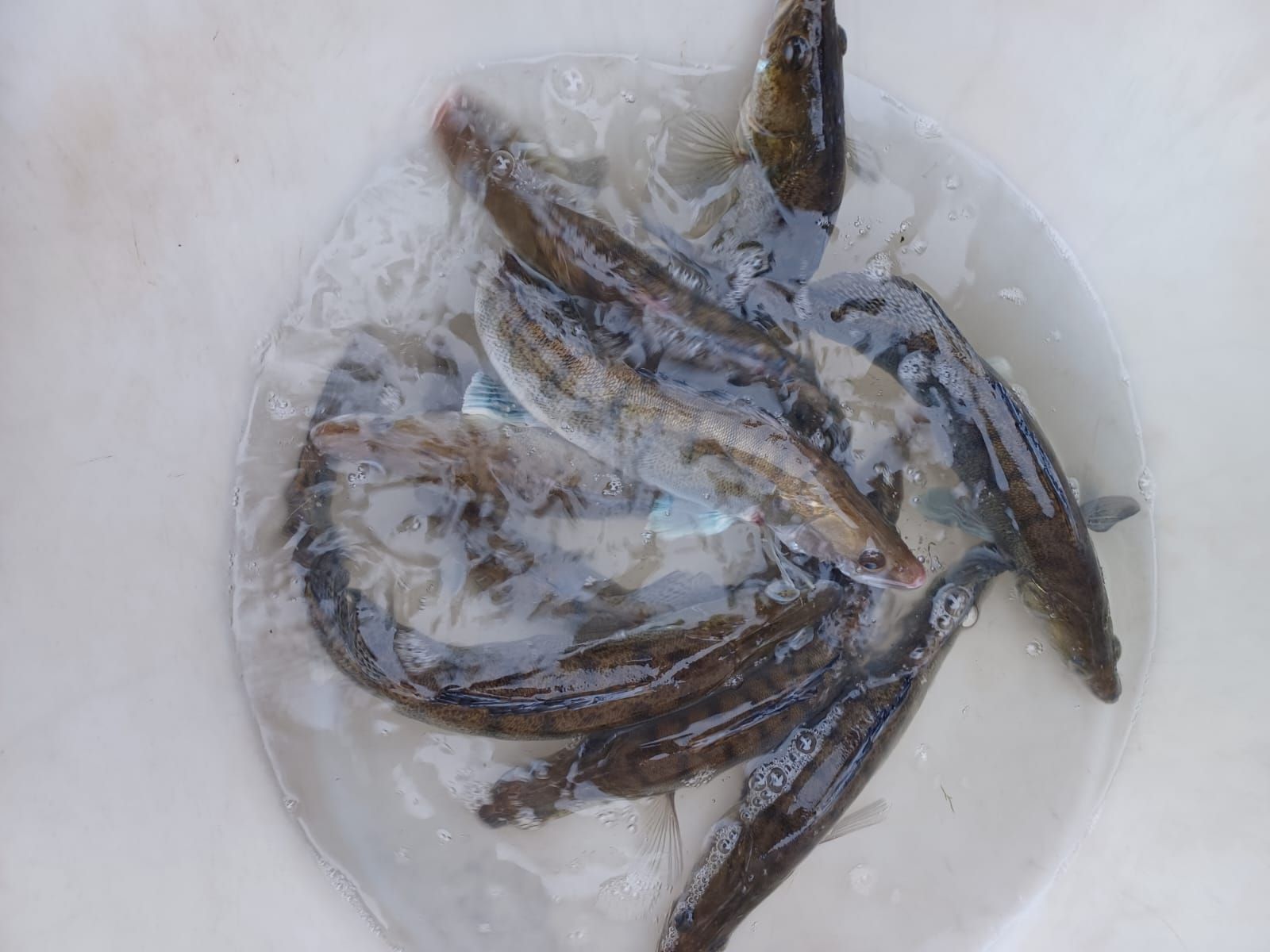 Fische, die geangelt wurden