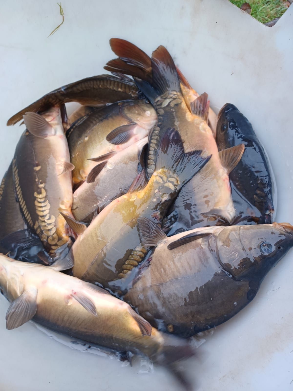 Einige Fische ASV Roseburg