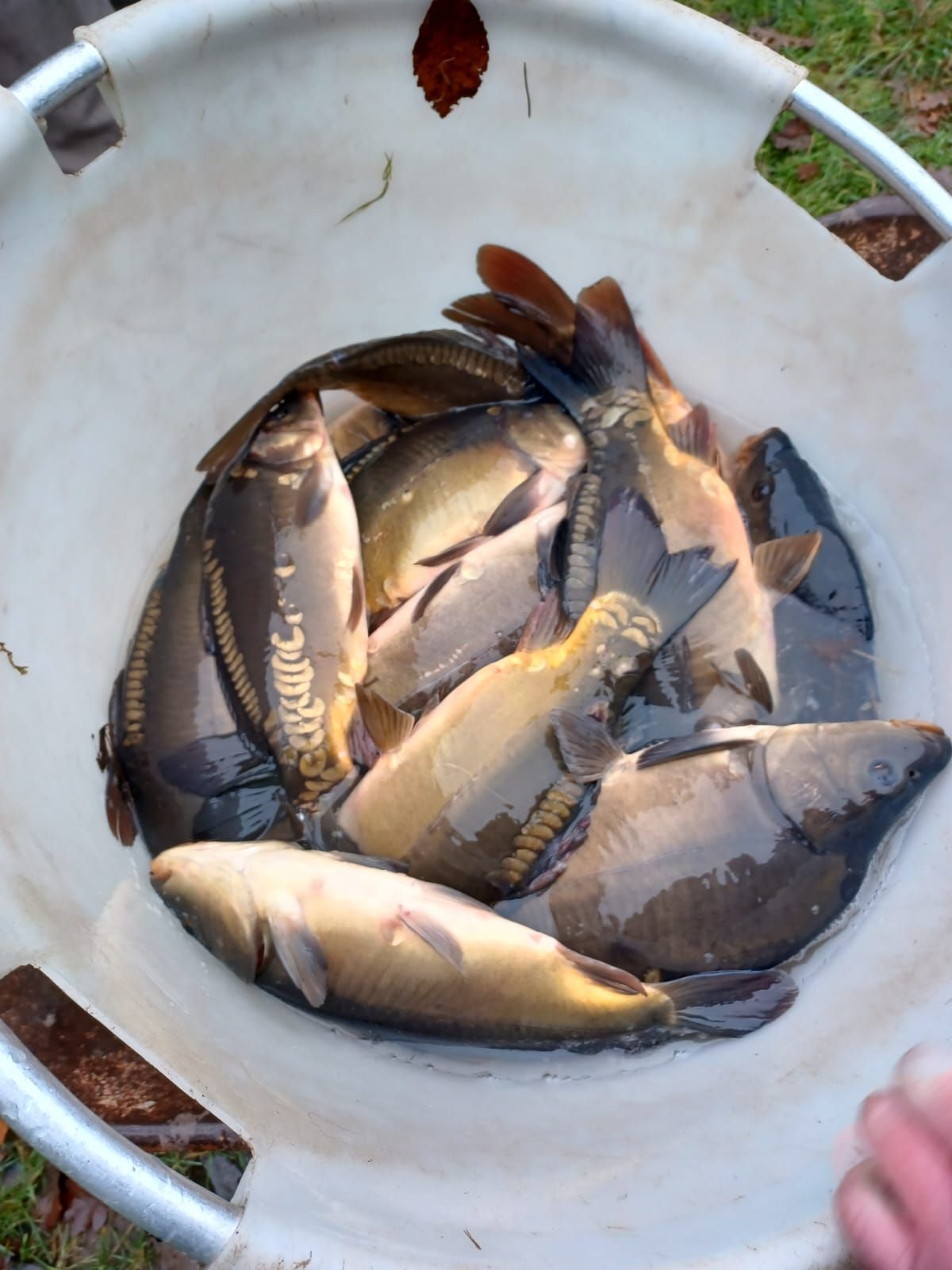 Einige geangelte Fische