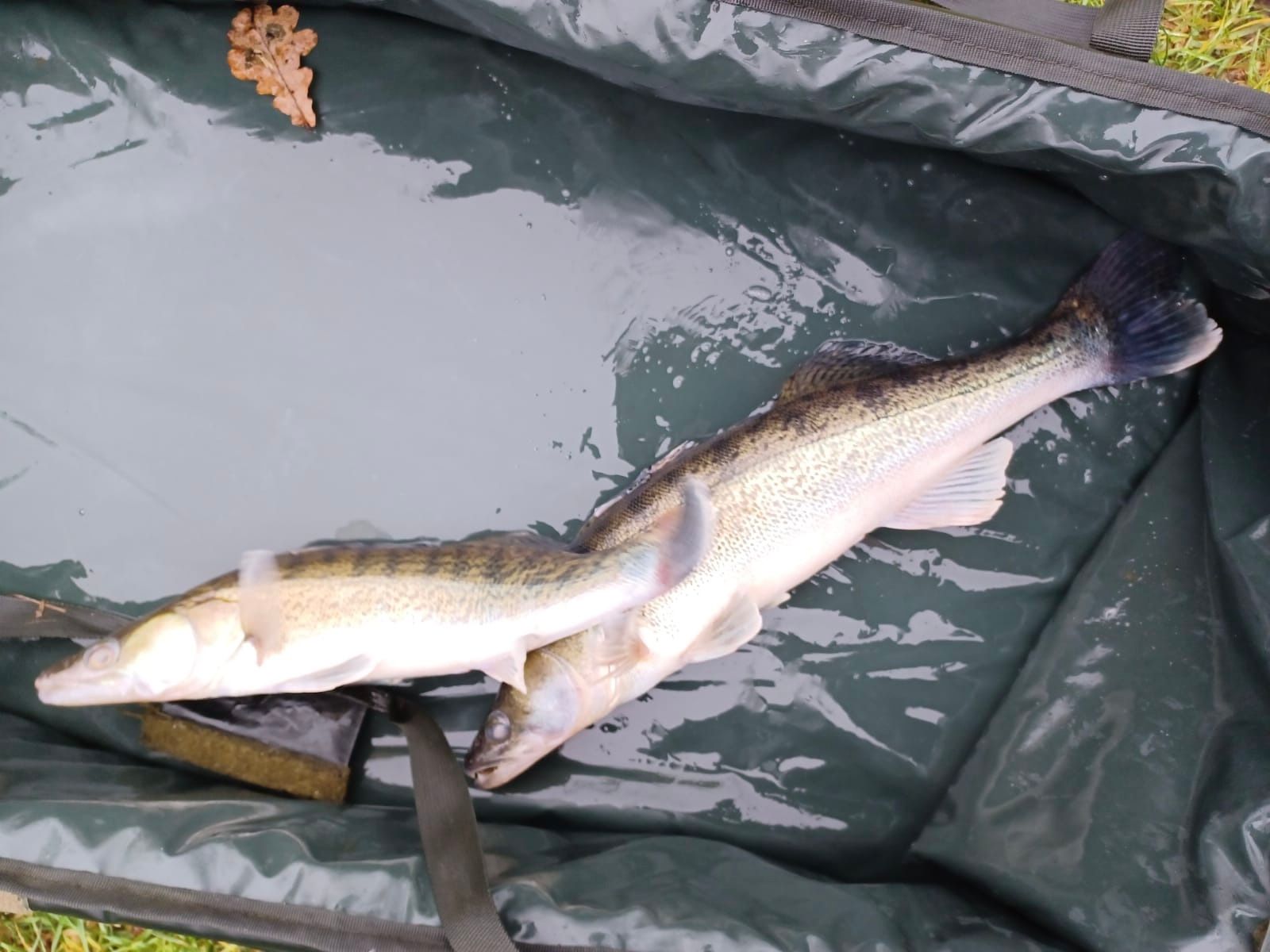 Fischfang Angelsportverein Roseburg