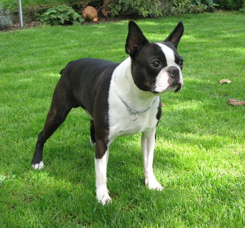 Boston Terrier Liebhaberzucht im Saarland