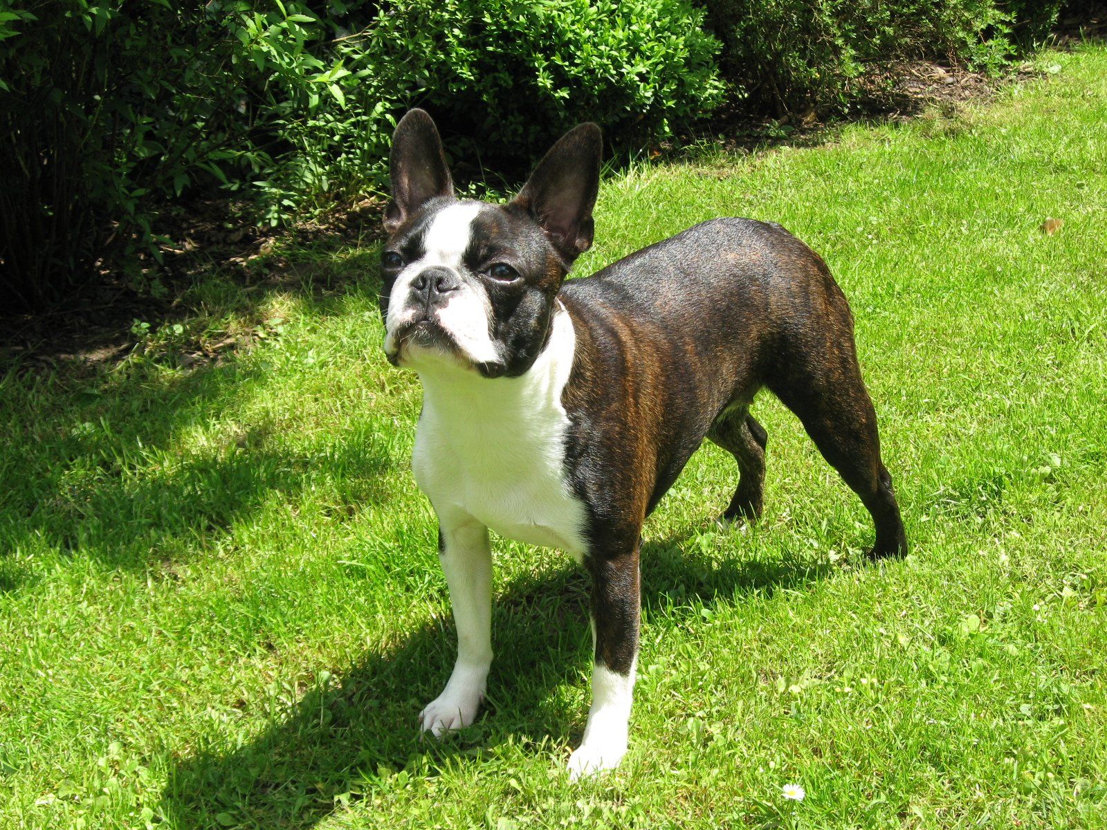 Boston Terrier Liebhaberzucht im Saarland