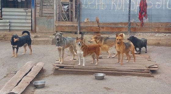 Hunde in der Ukraine haben Hunger