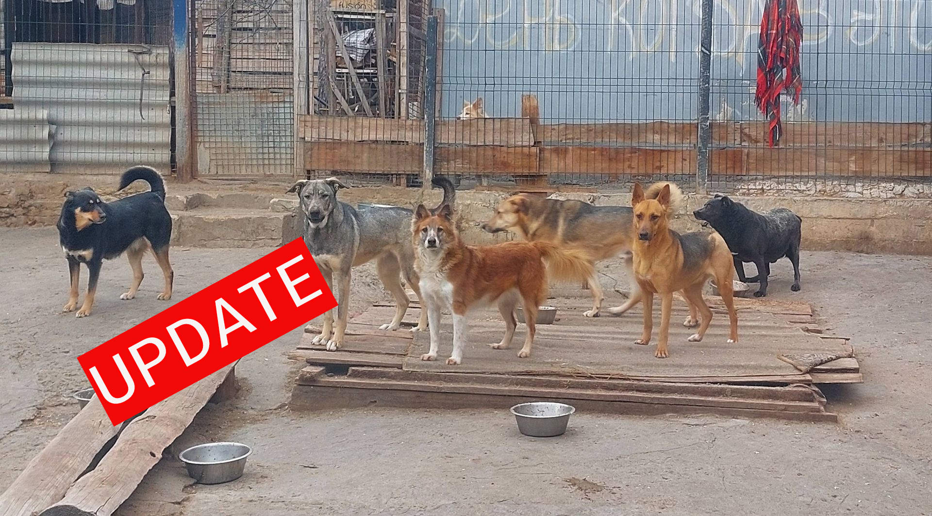 Hunde in der Ukraine haben Hunger