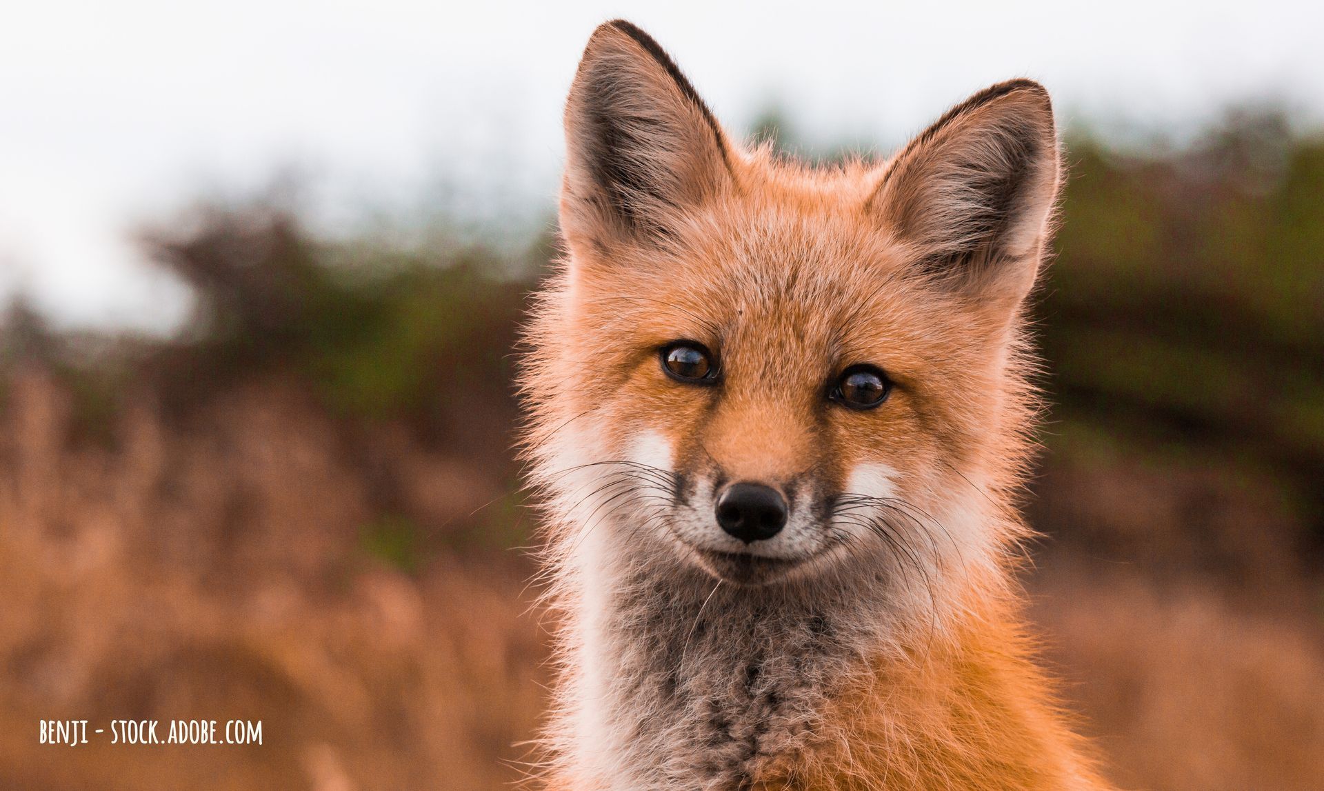 Fuchsjagd gnadenlos - Tierqual für Hundeausbildung