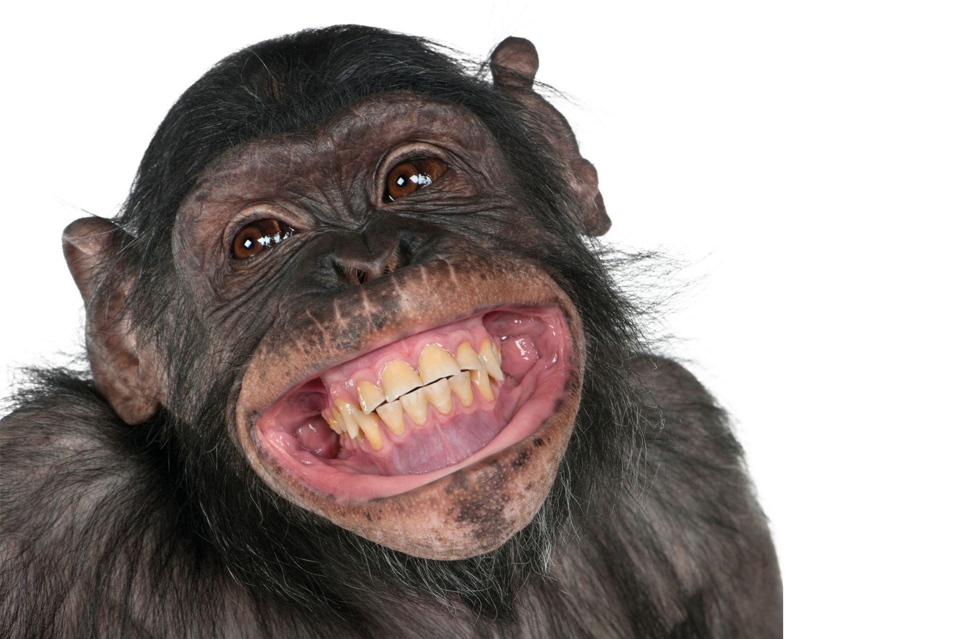 Affe - Pieseln steckt an