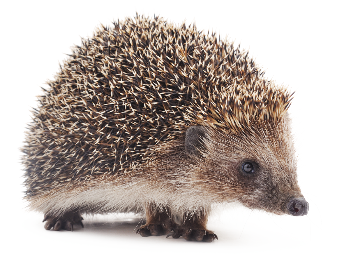 (C) voren1 - stock.adobe.com Igel