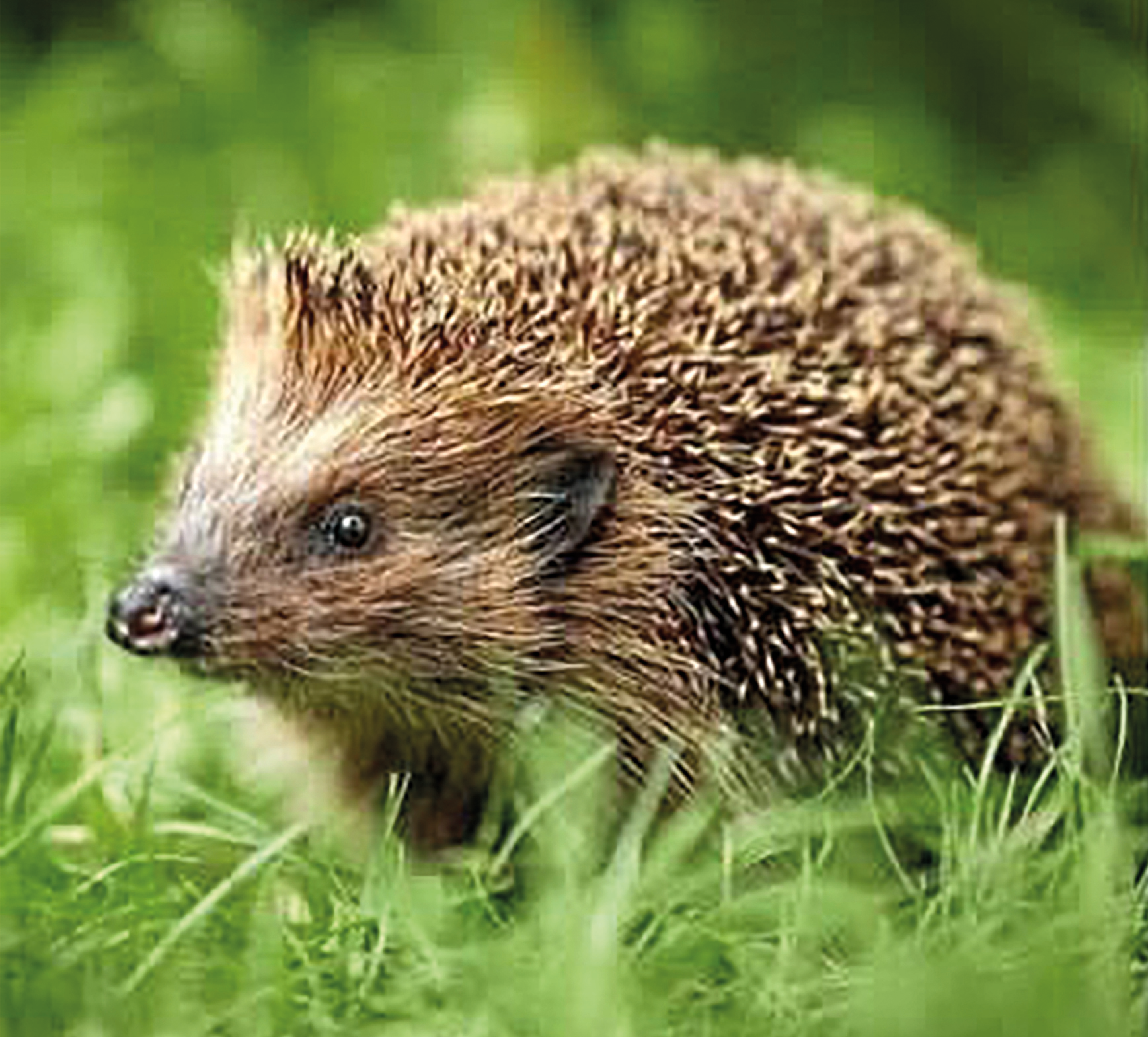 Borstel - der erste Igel
