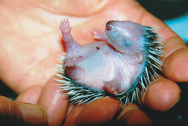 Igelbaby Tierhilfe