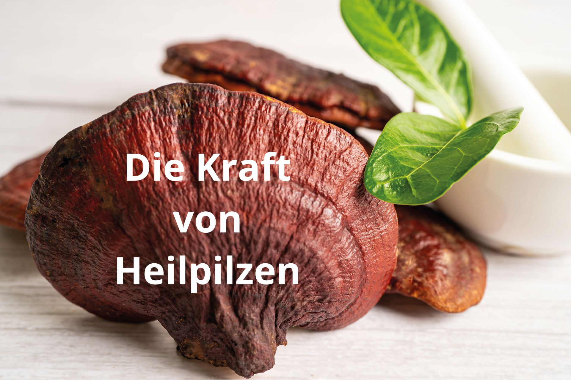 Die Kraft von Heilpilzen