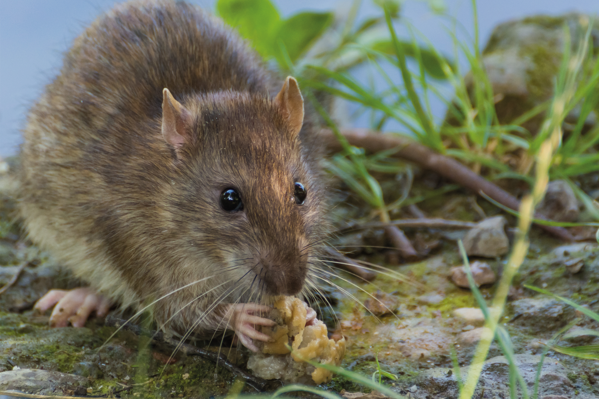 Freispruch für die Ratten
