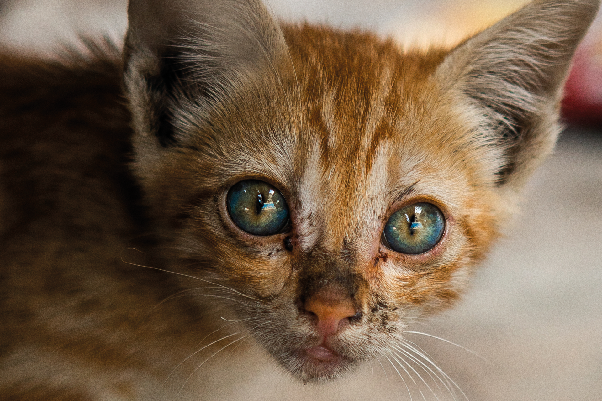 (C) Oleg Podzorov - stock.adobe.com