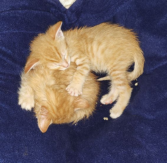  Tierhilfe Kelheim / Abensberg