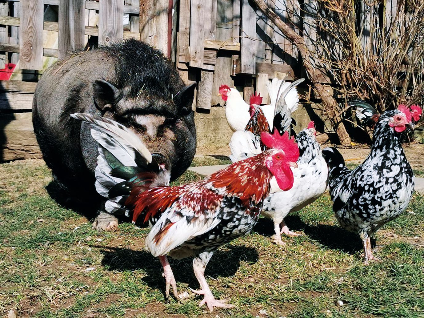 Tierhilfe Kelheim Hülhner Hängebauchschwein