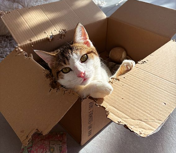 Katze Ronja Tierhilfe Kelheim