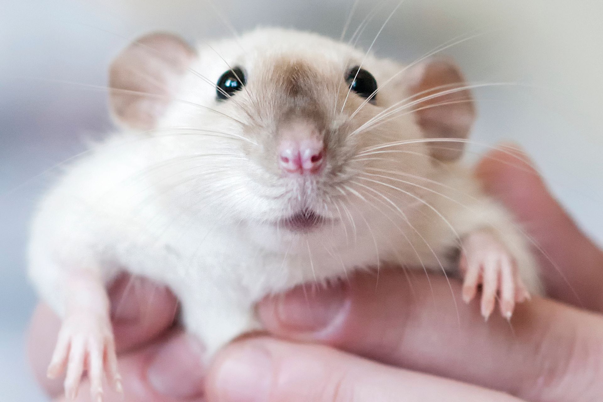 Immer weniger Tierversuche