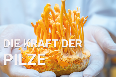 (C) kamonrat-adobe.stock.com Die Kraft der Pilze