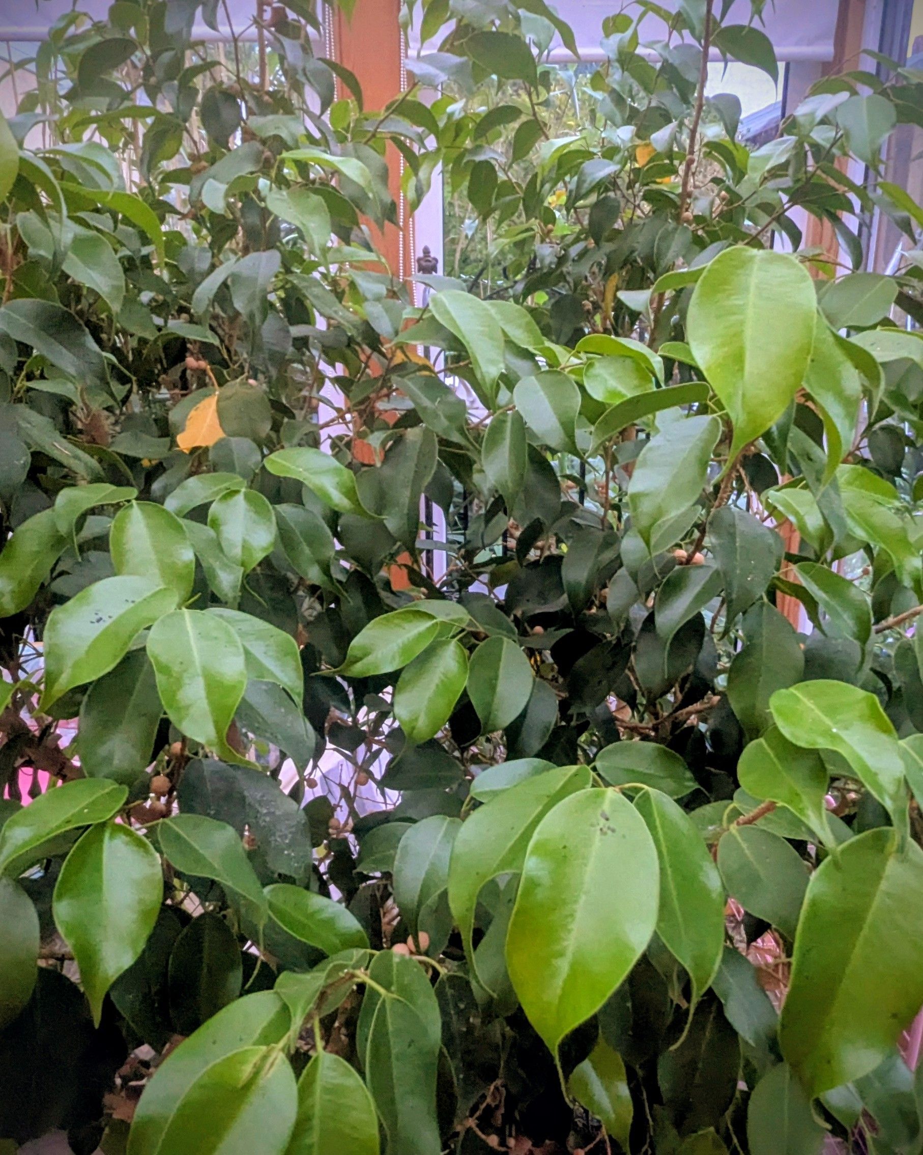 Üppig grüne Pflanze mit ovalen Blättern, möglicherweise für den Innenbereich. Üppiges Laub füllt den Rahmen.