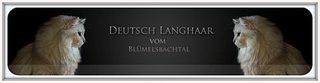 Deutsche Langhaarkatzen vom Blümelsbachtal