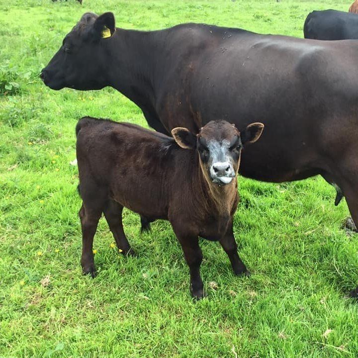 Grass Fed Dexter Beef