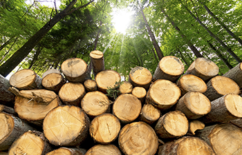 Gestapeltes Holz Wegesrand - Holzankauf