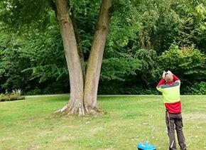 Mann betrachtet Baum zur zertifizierten Zustandsprüfung