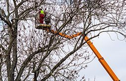 Mann auf Steiger beschneidet Bäume