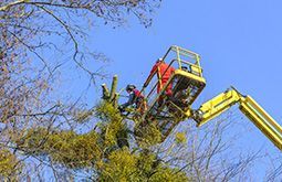 Mann auf Steiger beschneidet Bäume