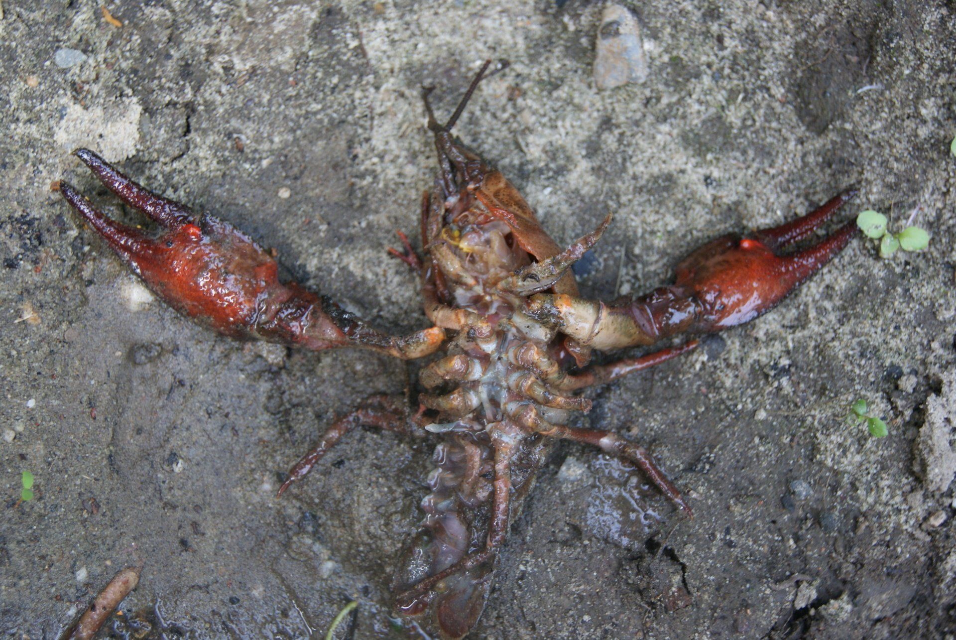 Invasive Flusskrebse gefährden heimische Flora und Fauna