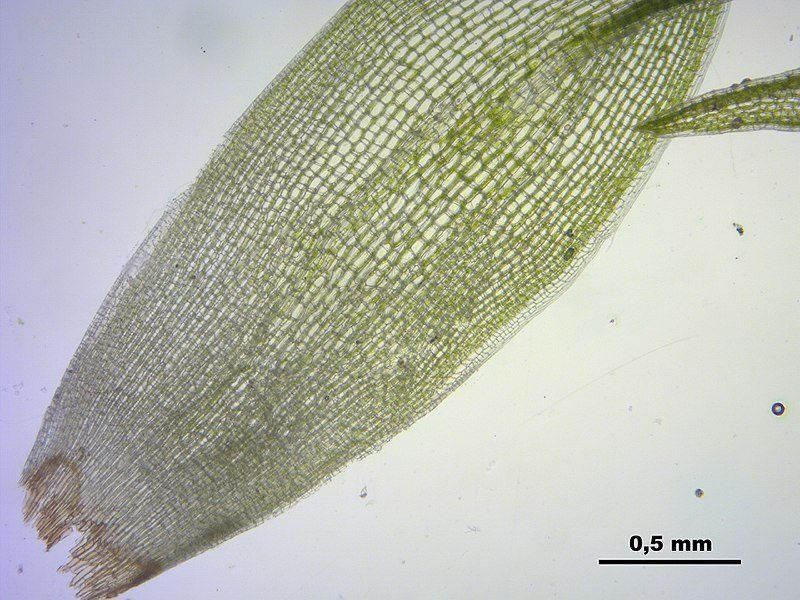 Leucobryum leaf wikipedia