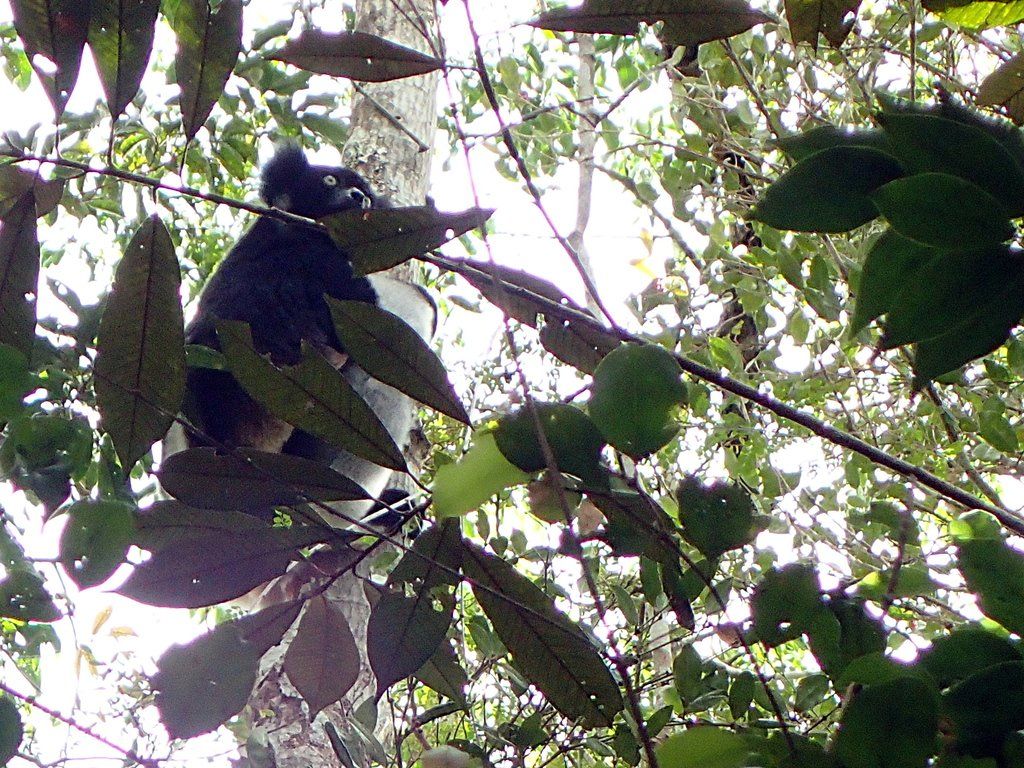 Indri Indri in Analamazoatra Forest, Mitsinjo project