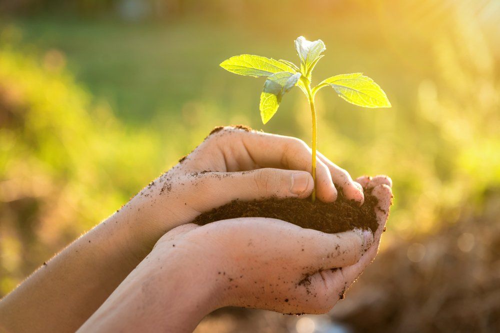 person holding new plant in dirt