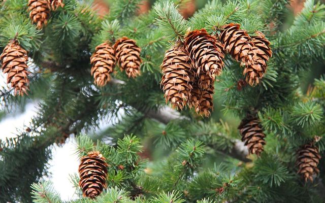 Pepiniere Des Aspres Grasse Planter Sapin De Noel Grasse