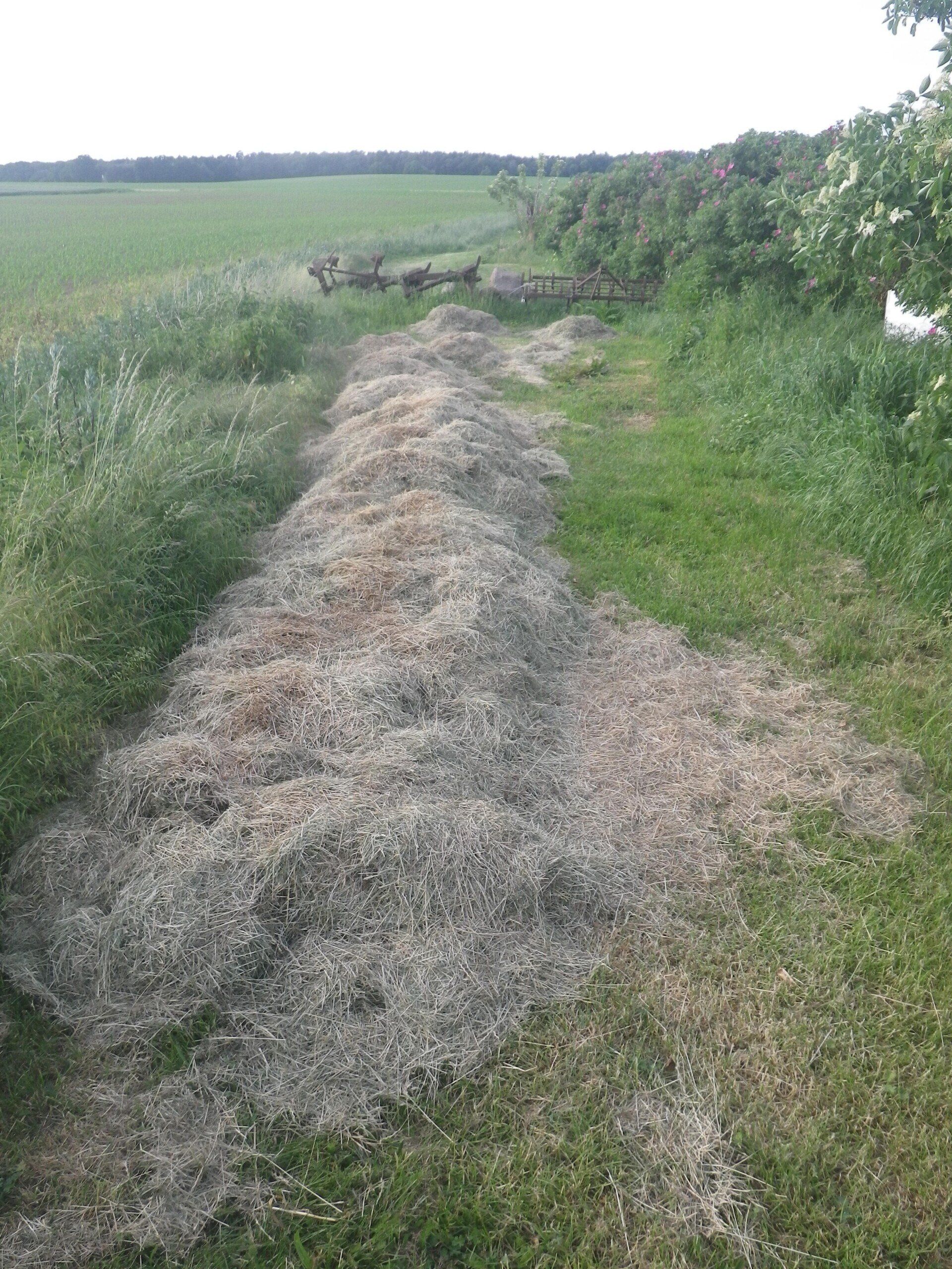 Verschmutzung des Weges mit Gartenabfällen