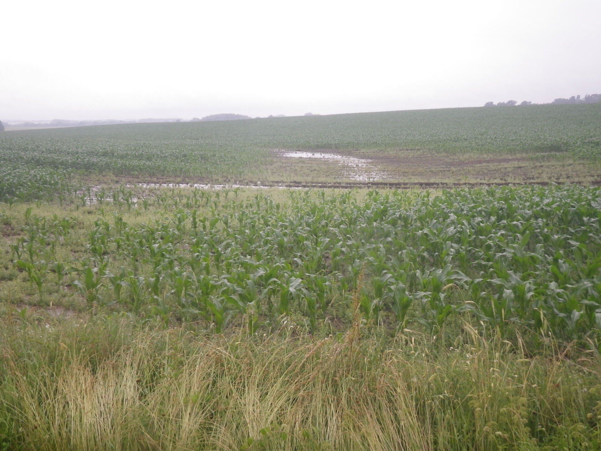 Reste des alten Hanstorfer Baches FS 202/3