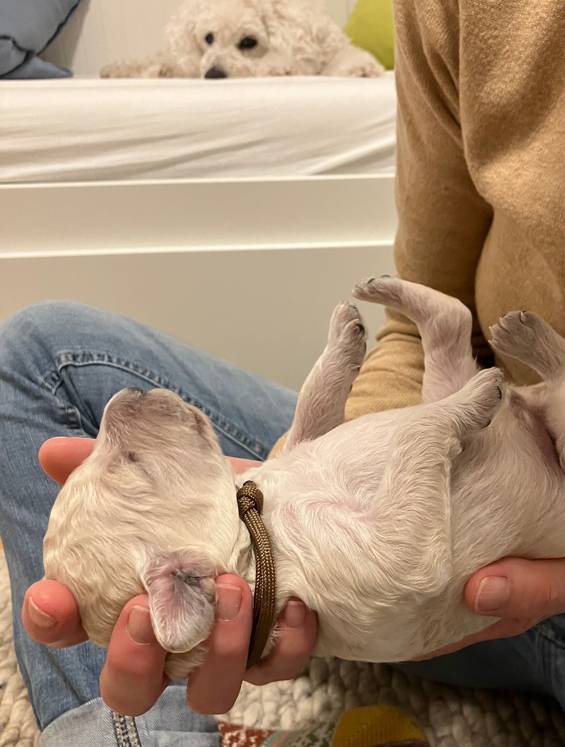 Frühzeitige Neurologische Stimulation der Welpen.