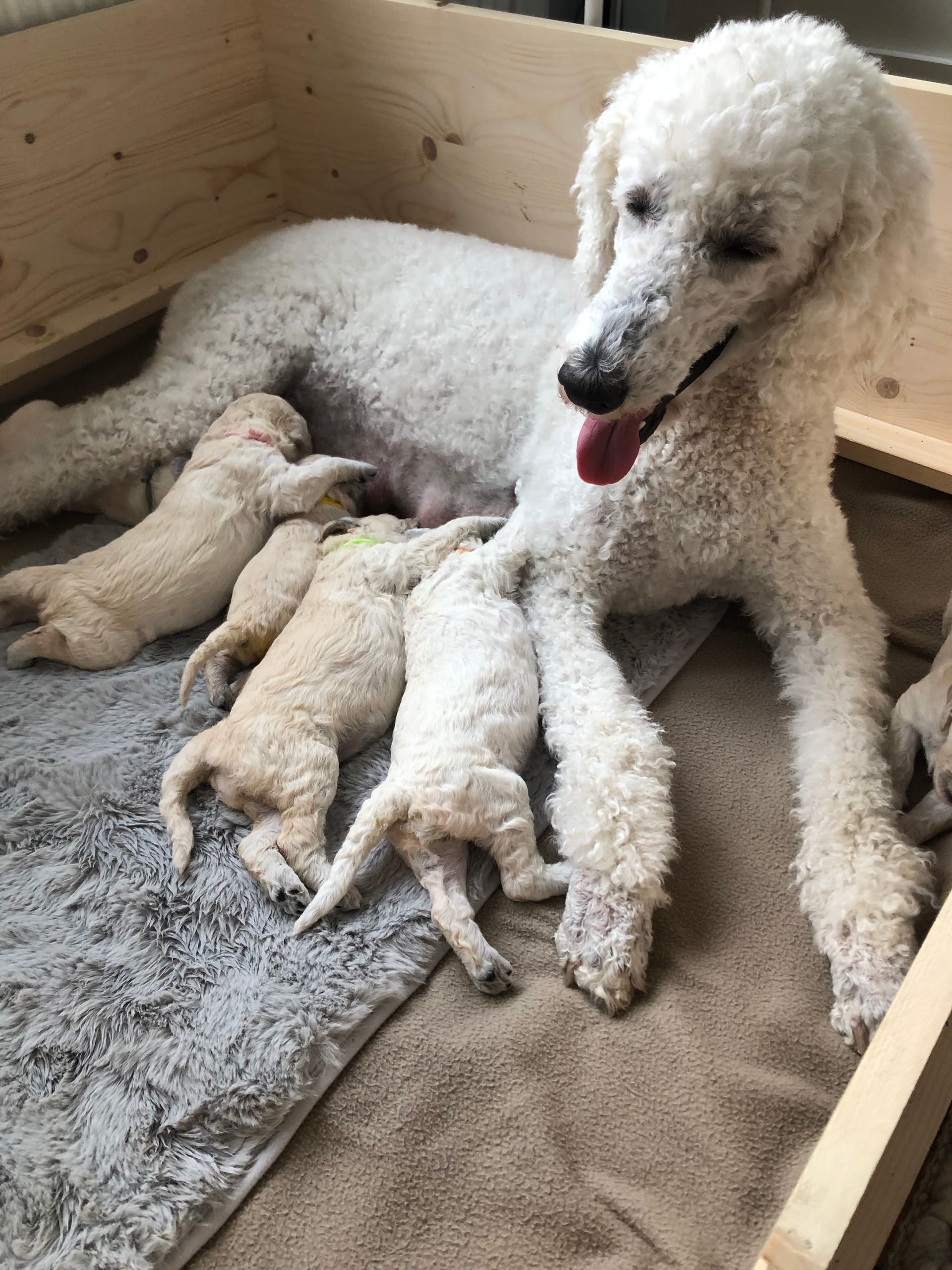 Die frisch geborenen Welpen