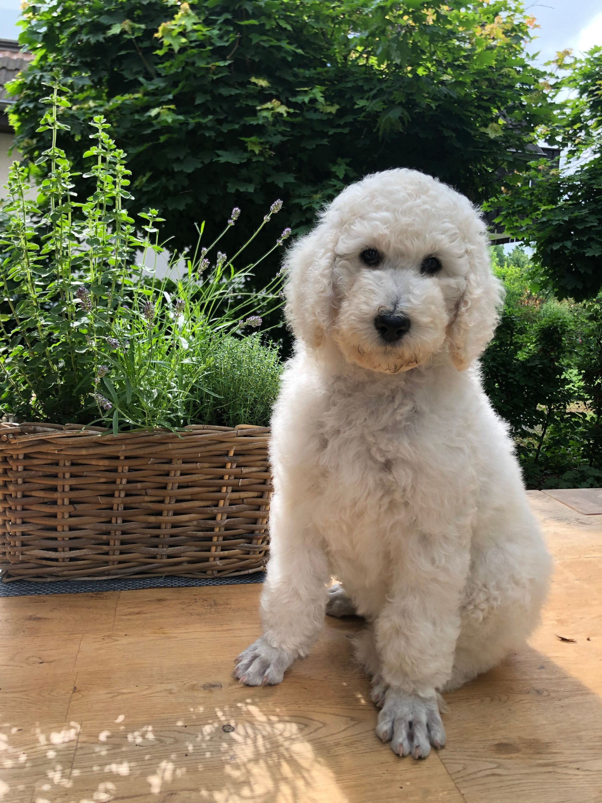 Frühzeitige Neurologische Stimulation der Welpen.